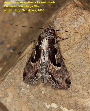 Papua Insects Foundation (Lepidoptera/Stictopterinae list)